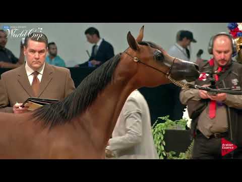 N.158 LEDA SBA - LAS VEGAS 2019 - Arabian World Cup Junior Fillies (Class 111C).mp4