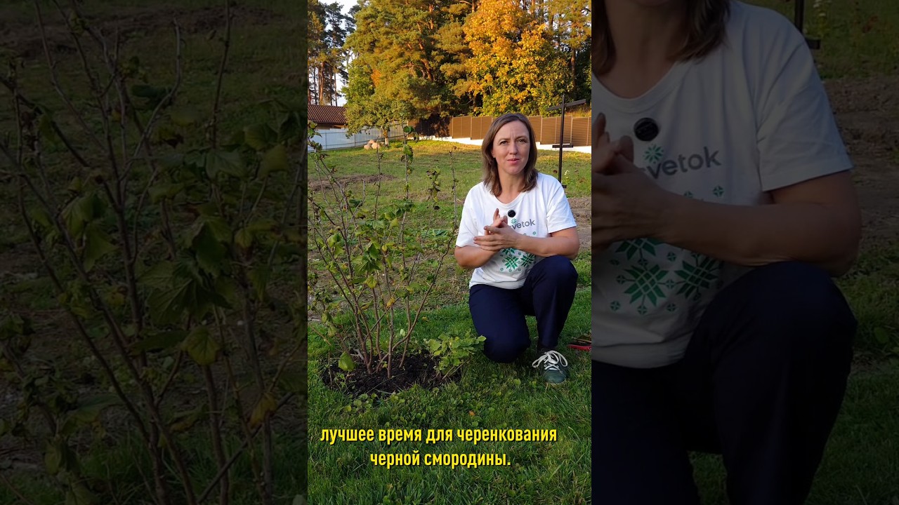 У вас будет море бесплатных саженцев смородины, если сделаете так осенью! Лучший способ размножить