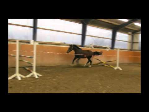 Stute von Colman - Cassini II