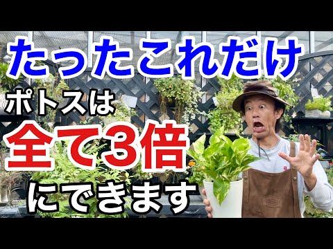 プラスチック製の冬用セイル: なぜそれを選ぶのですか?作り方は？  庭園