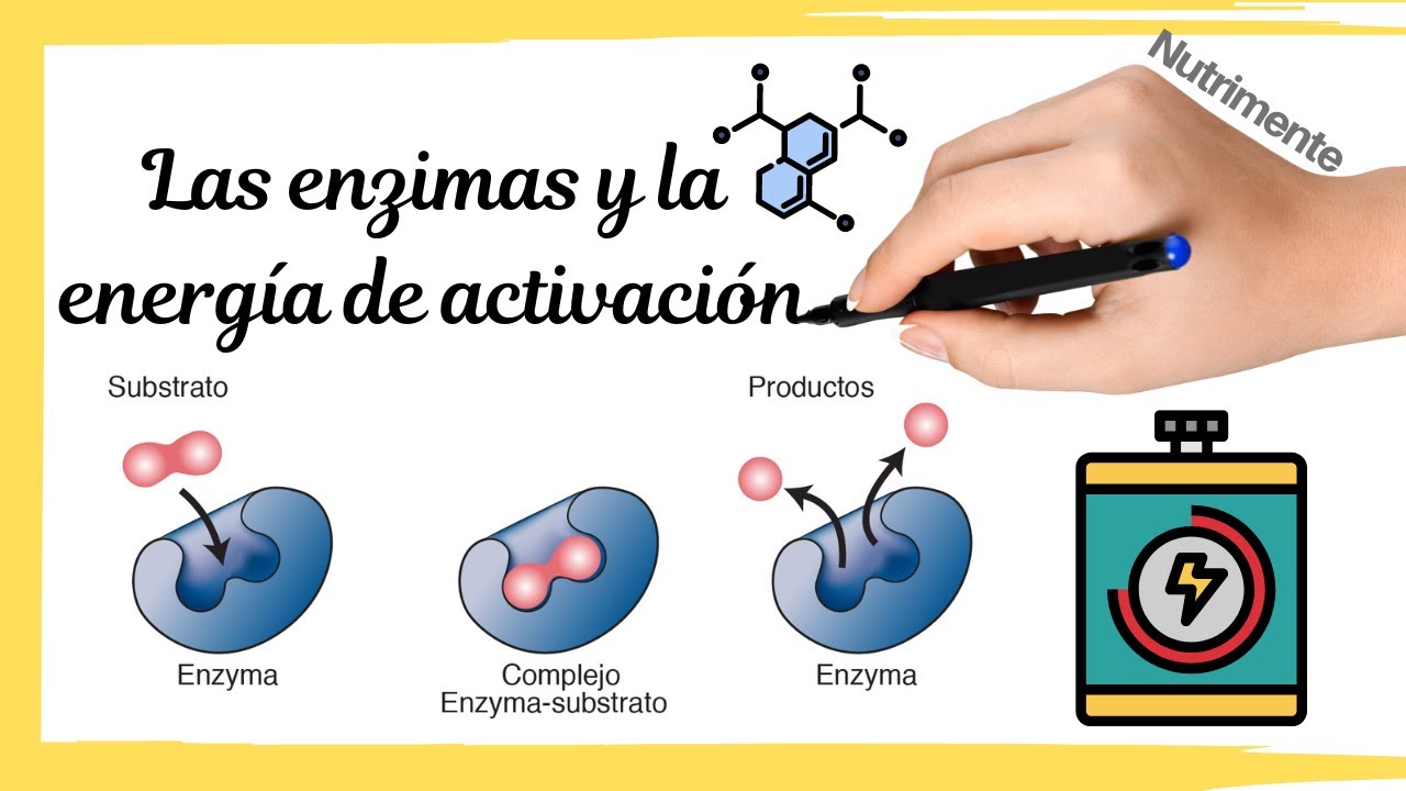 Las ENZIMAS y la ENERGÍA DE ACTIVACIÓN