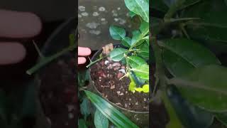 Download lagu Cara agar tanaman jeruk purut cepat muncul tunas baru mp3 Download lagu Cara agar tanaman jeruk purut cepat muncul tunas baru mp3