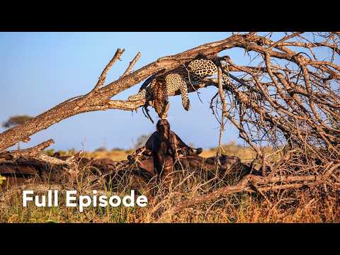 A Moving Feast for Africa’s Killers | Surviving The Serengeti
