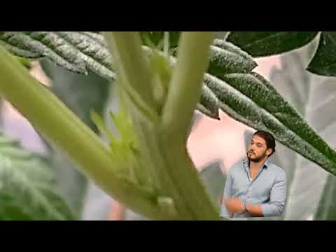 The Cream by Irie genetics grown by @MsKaysGarden