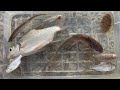 Amazing Found Lovely Soly Fish Mystus Pool Barb Fish Chitala Fish In Big Lake Canal
