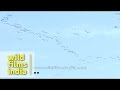 Flock of Demoiselle cranes flying in the sky - Gujarat ...