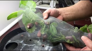 Why did he grow them in a window screen?