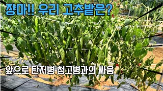 전국 장마 피해 속 고추밭 상화은??? 이제 탄저병 청고병 주의보