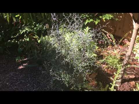 Corokia cotoneaster is Moa proof