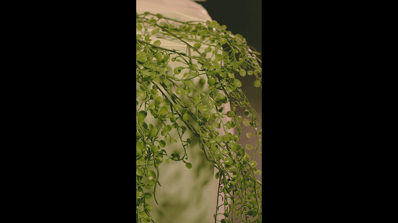 On Holy Tuesday, Jesus curses a fig tree.