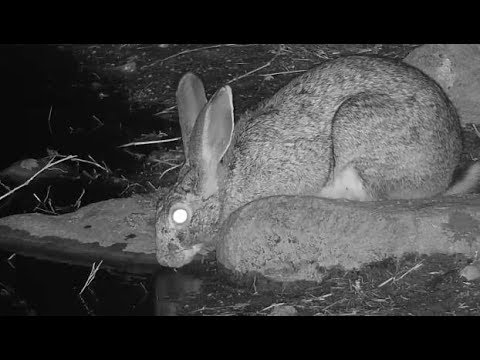 Djuma: Scrub Hare drinking - 22:58 - 07/24/19