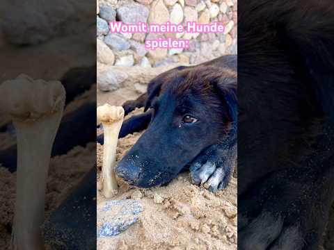 Womit spielt der Welpe Latif hier in Ägypten? #dog #doglife #dogshorts