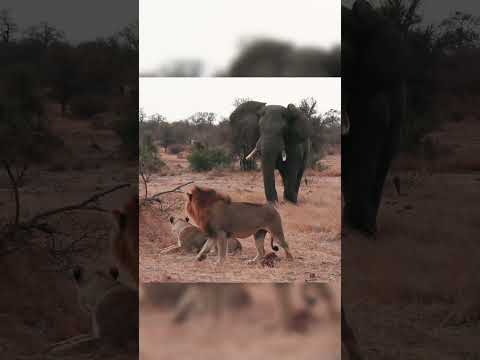 Here he is, the real king of beasts.  #wildlife #lion #elephant