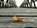 Anjali Anjali Duet Movie Song WhatsApp Status Humming SPB Hits Chitra Hits