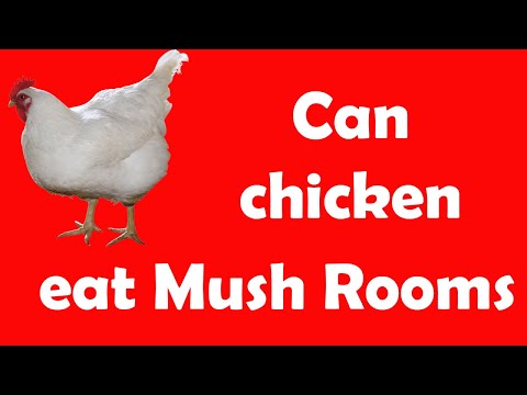 Can chickens eat mush rooms? | Chicken eat mushrooms AMAZING
