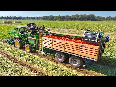 Fully Mechanical PUMPKIN 🎃 HARVEST for Fresh Market | De Terp Squashpackers