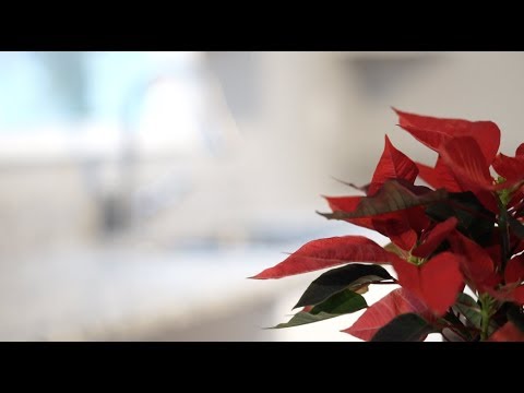 Lane Allen Rennovation - The Lexington Show #220