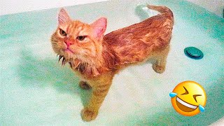 Funniest Dogs And Cats Videos 😇 - Best Funny Animal Videos 2022 😜 #5