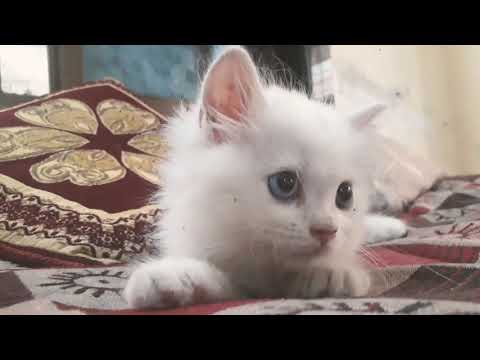 Cherry gayab ho gayi Jadu