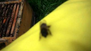Meeting with Angus Nicol, Shetland beekeeper, Lerwick July 2011
