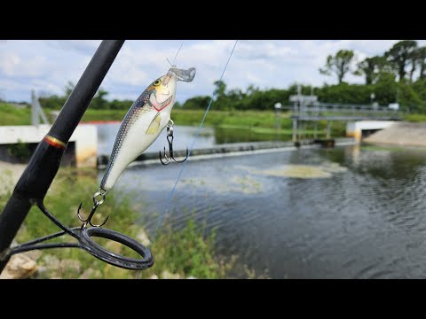 Vobler Rapala Jointed Shallow Shad Rap JSSR07 7cm 11g PDS SP