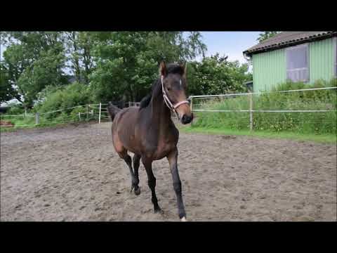 VERKAUFT Hannoveraner Stute geb. 2018 V: QUANTENSPRUNG M. v. Dauphin (St.Pr.St.)