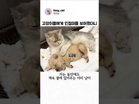고양이들에게 아기 인절미를 보여줬더니