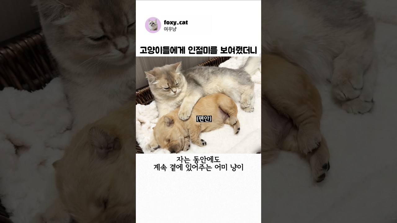 Youtube Shorts Thumbnail