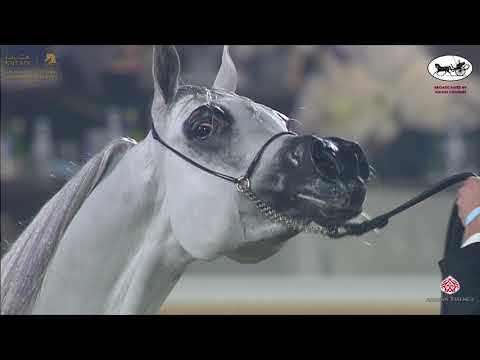 N 212 AS MICHEL   Katara International Arabian Horse Festival   Mares 11+ Years Old Class 9
