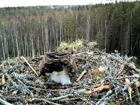Osprey Nest 120507 16 - First egg
