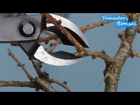 Yamadori Prebonsai Lärche aus der Gruppenpflanzung, Überarbeitung