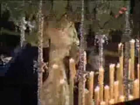 Estrella Albaycinera (Granada 2008)