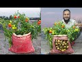 Grew potatoes and tomatoes on the same plant//Tomato grafting on potato