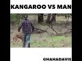 Ha Ha Davis Kangaroo Voice Over
