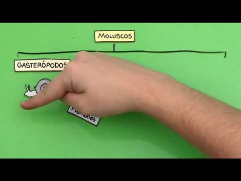 Cómo son los moluscos