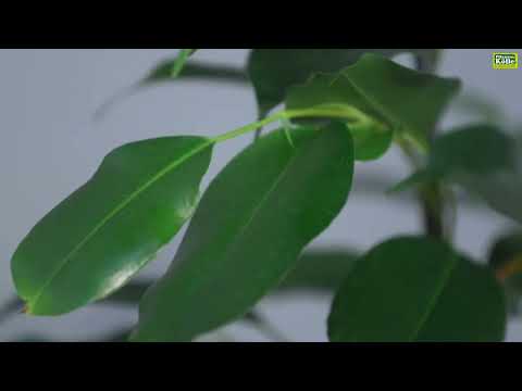 Birkenfeige im Portrait | Pflanzen-Kölle