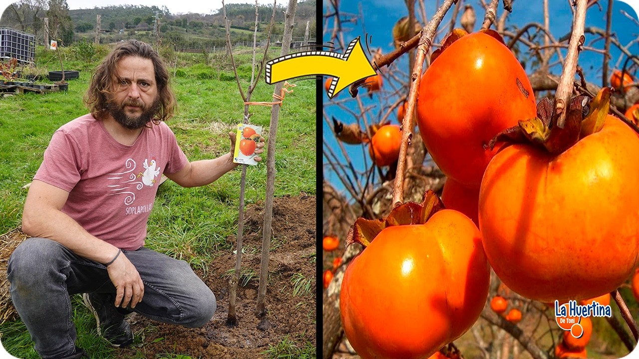 Cómo Plantar un Kaki Paso a Paso - Cuidados y Necesidades del Caqui || La Huertina De Toni