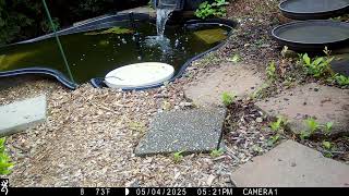 Gray catbird sings a beautiful song. Note orange under tail when chasing off brown-headed cowbird.