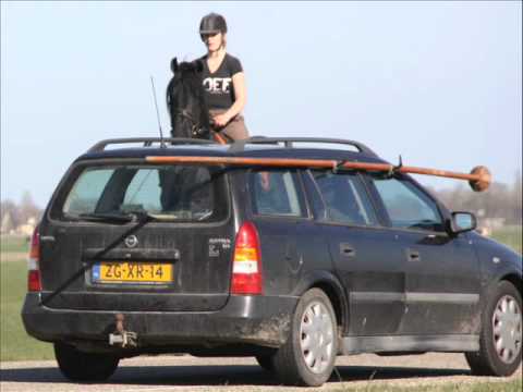 Stal Okkema's Beart v. Gjlat (for sale)