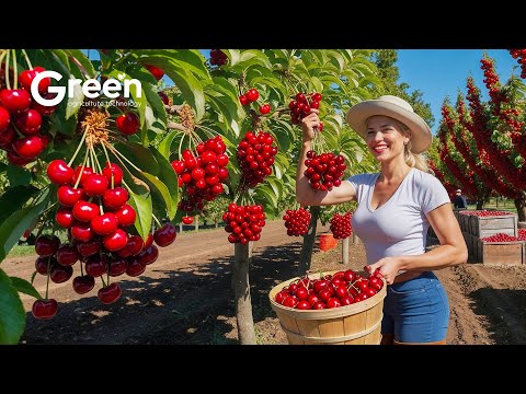 How to MILLIONS tonts of Cherry Harvested & Processed 🍒 | Agriculture Technology