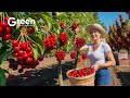 How To MILLIONS Tonts Of Cherry Harvested Processed Agriculture Technology