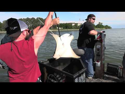 Bowfishing Stingrays in May With The Mob Squad Bowfishing