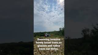 Removing Invasive Honey Locust Trees!