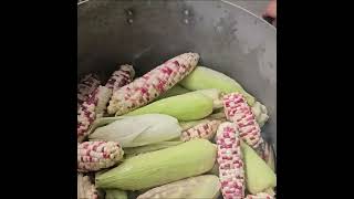 Thu’s brother in law came to her house and said he had seen Nam — Thu answered with a heavy heart