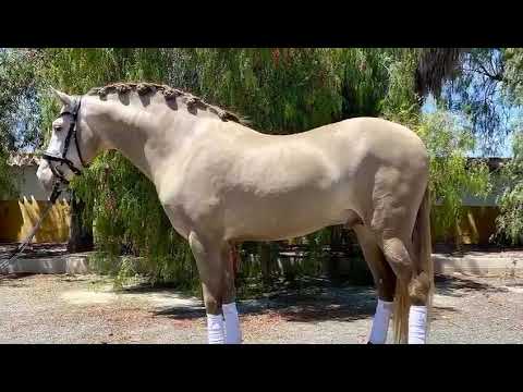 REF 668: 2017 PRE stallion 161cm, beautiful unusual colour. Stand out in the arena. Piro free!