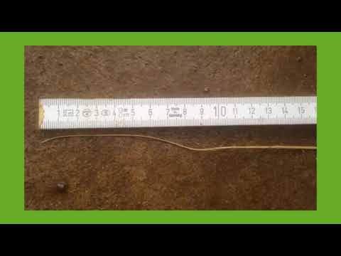 Die wahrscheinlich längste Rapswurzel der Welt