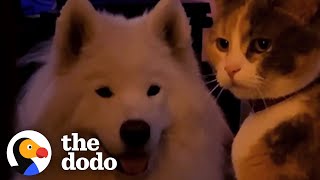 Big Dog Obsessed With Cats Gets His Very Own | The Dodo Odd Couples by The Dodo