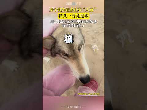 太範兒了！女子以爲在摸自家“大黃”，轉頭一看竟是狼！