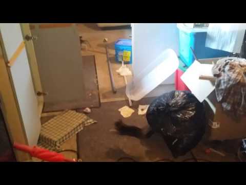 Scared kittens run from vacuum