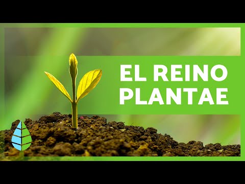 El REINO de las PLANTAS 🌱🌸 (Definición, Características y Clasificación)